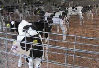 cows